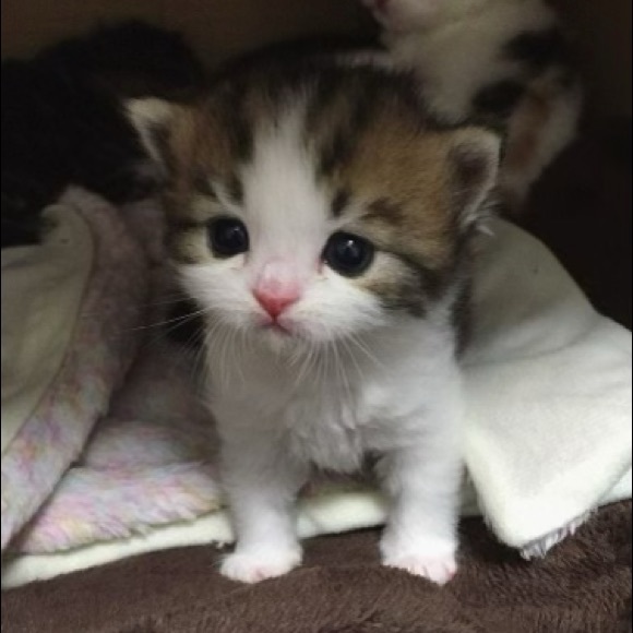 Meet your Posher, Kanishka - Picture 1 of 1